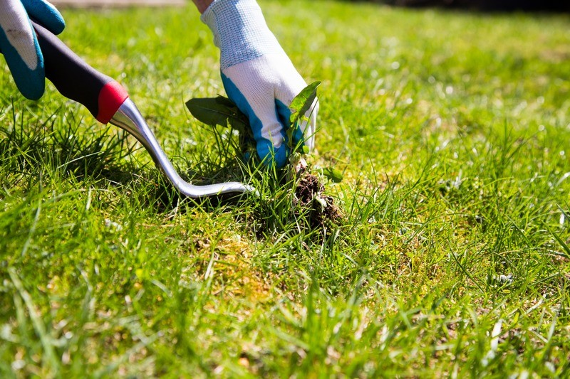 Lawn-Treatment-Service-Dash-Point-WA