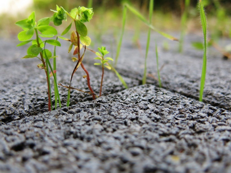 Weed-Control-Dash-Point-WA