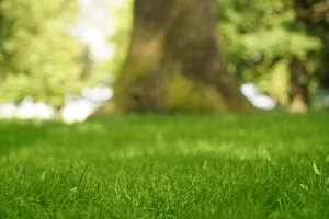 Redmond lawn hydroseeding services in WA near 98052