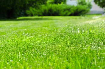 Outstanding Sumner lawn care in WA near 98390