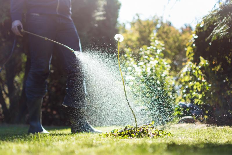 Weed-Control-Service-Renton-WA