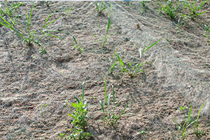 Cost-effective Fall City lawn hydroseeding in WA near 98024