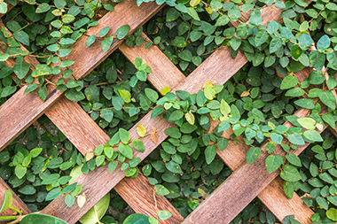 Enumclaw trellis installation in WA near 98022