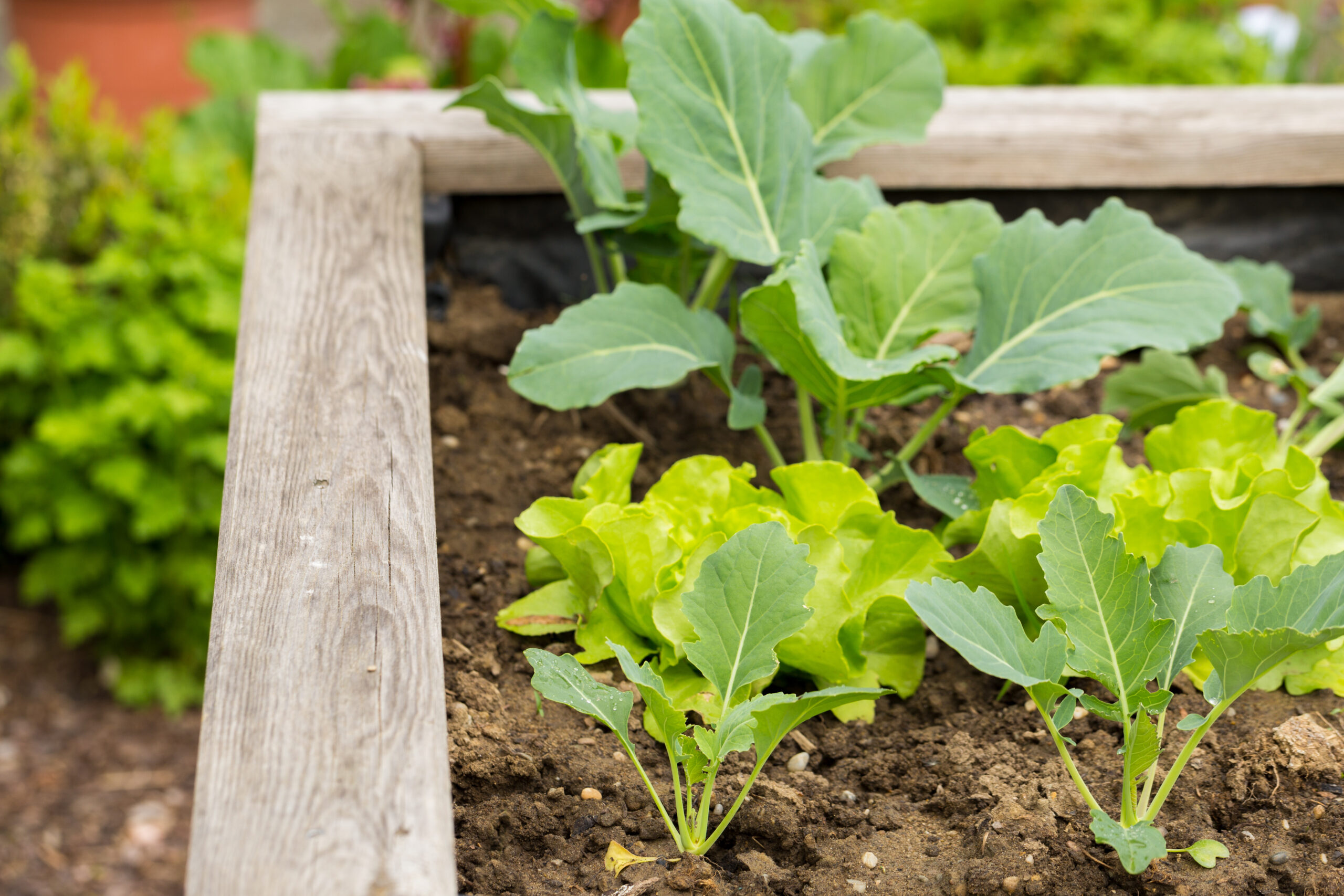 Garden Beds Raised-Ruston-WA